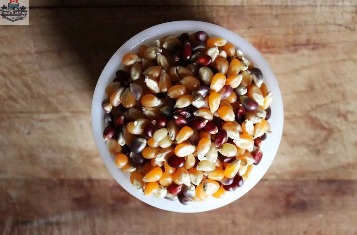 Organic ancient grain popcorn kernels from The Canada Popcorn Company in a white bowl, showcasing premium quality supplies.