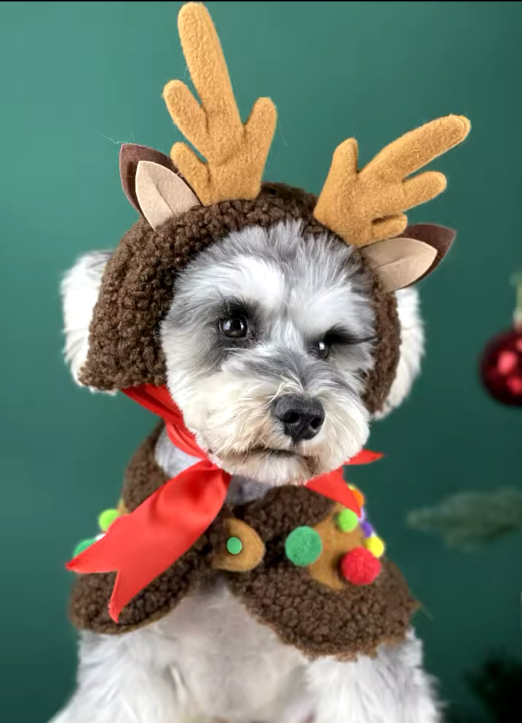 Reindeer Christmas Dog Cape Set - Luxury Holiday Outfit for Dogs - Shopthatapp.ca