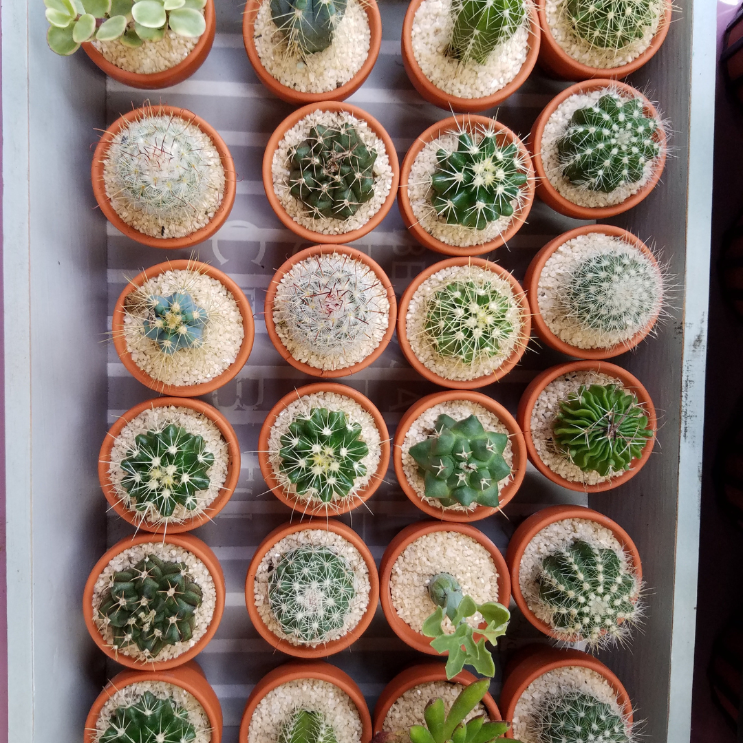 Mini Cactus Wedding Favors – Assorted 1.5-inch Live Cacti (10–30 Pack) with Optional White Terracotta Pots
