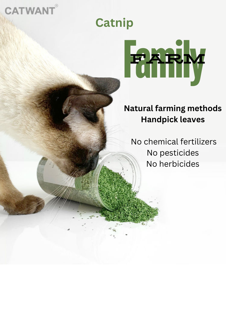 CATWANT Catnip - Premium Catnip for Cats for Ultimate Play and Relaxation - Shopthatapp.ca
