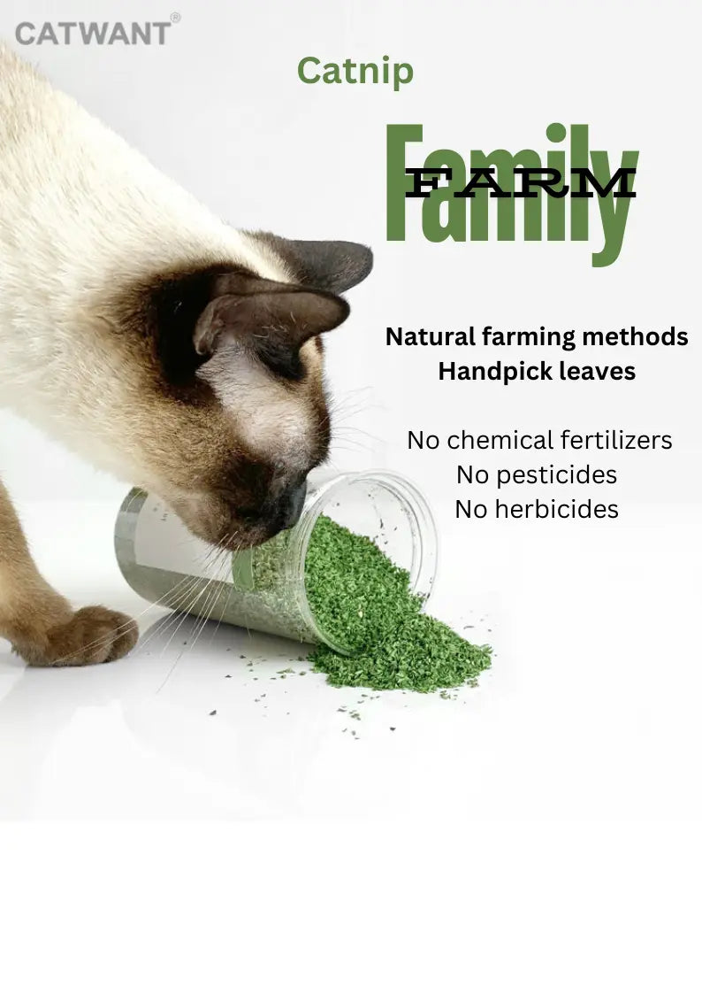 CATWANT premium catnip for cats, showing fresh green leaves and dried catnip in a natural setting for playful relaxation.