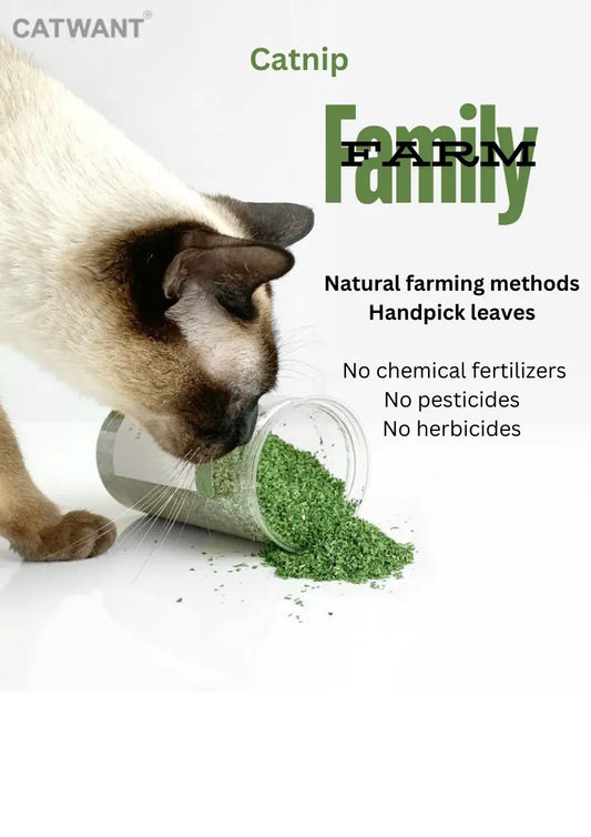CATWANT premium catnip for cats, showing fresh green leaves and dried catnip in a natural setting for playful relaxation.