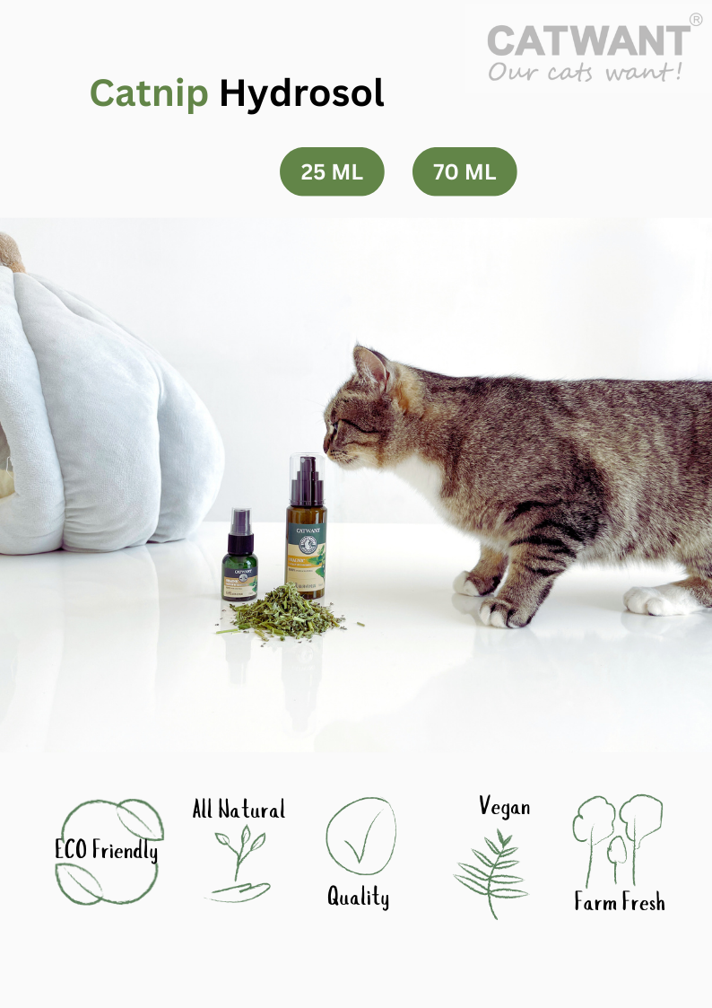 Catnip Hydrosol - Shopthatapp.ca
