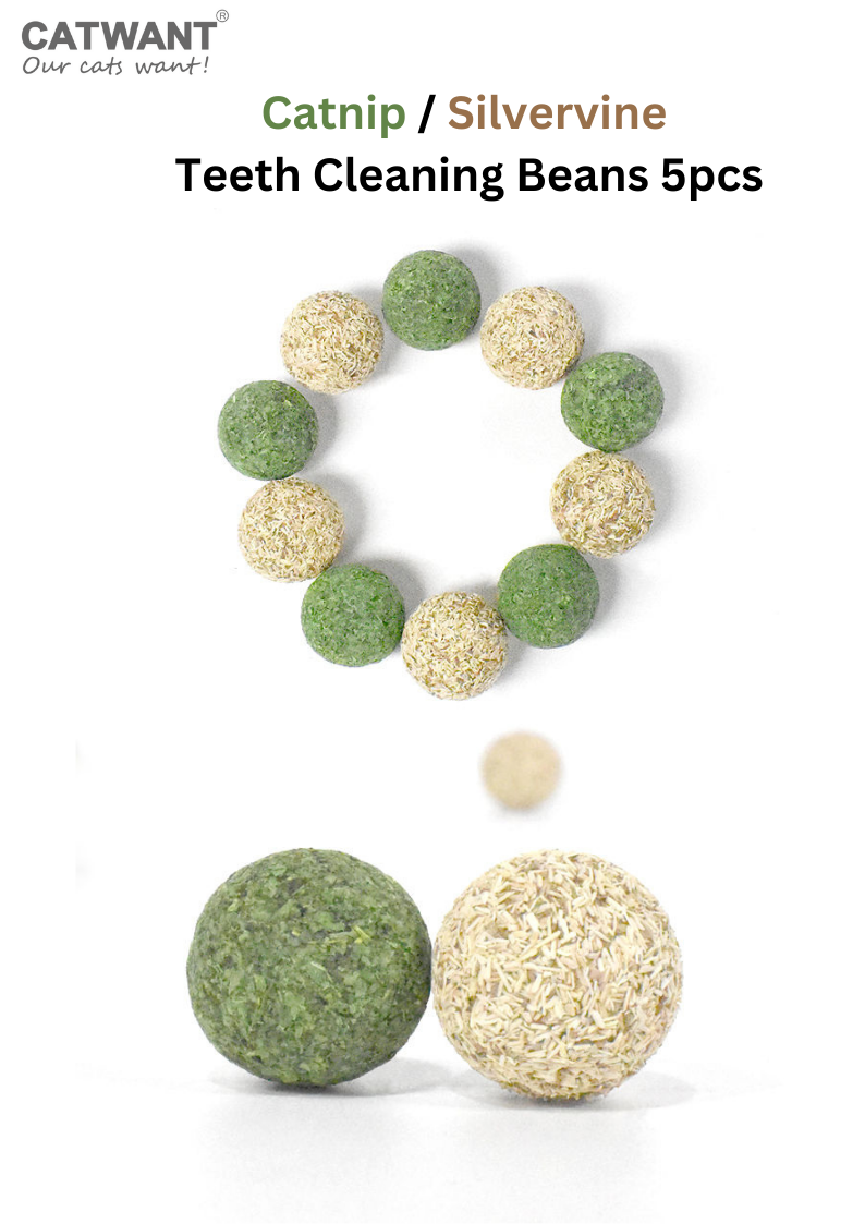 Catnip Teeth Cleaning Beans 5pcs with Silvervine for Healthy Dental Care - Shopthatapp.ca