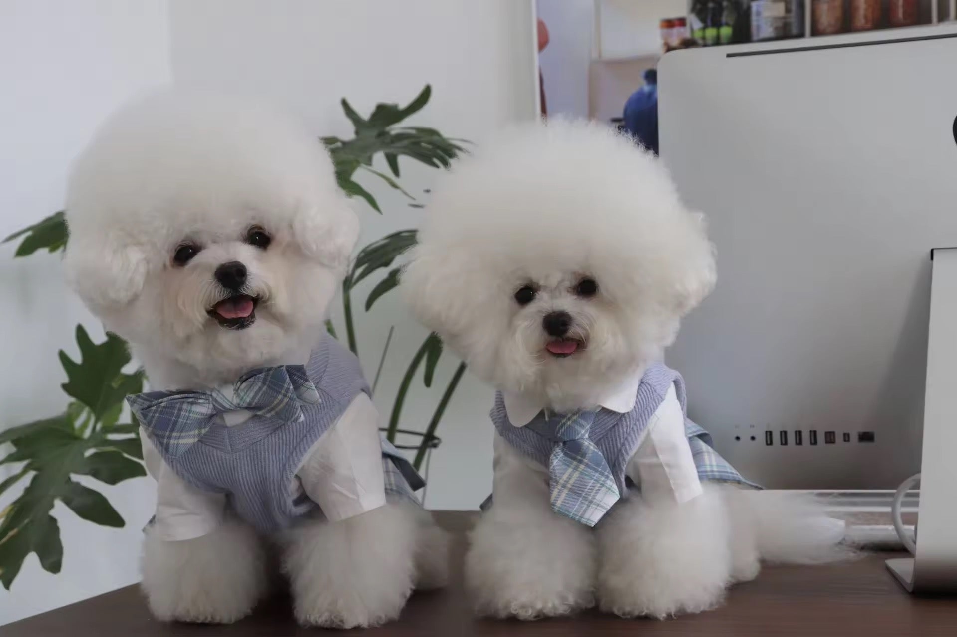 Belinda Set – Luxury Plaid Outfit Set for Dogs with Matching Hat - Shopthatapp.ca
