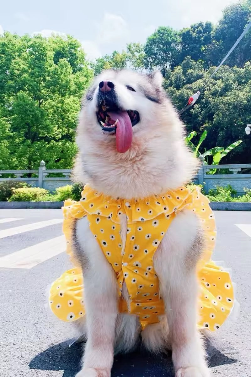 Daisy Spring Dress - Floral Dog Dress Large Breeds for Stylish Pets - Shopthatapp.ca