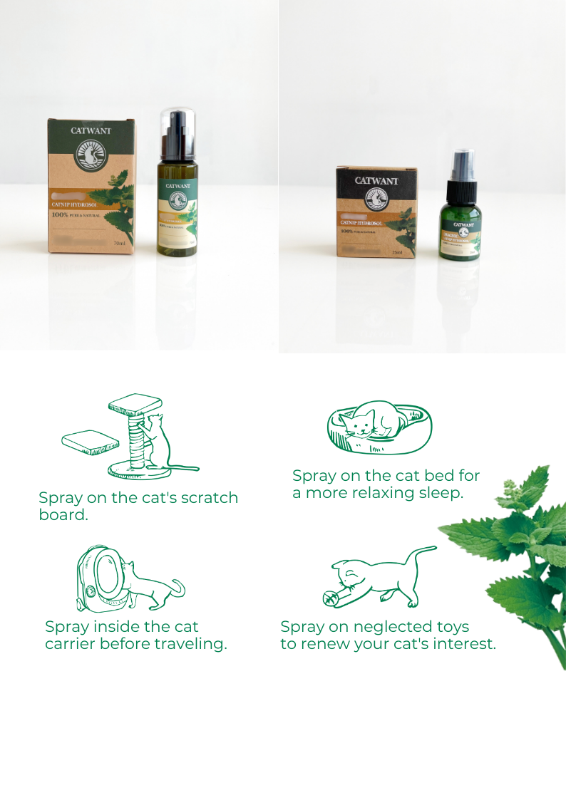 Catnip Hydrosol - Shopthatapp.ca