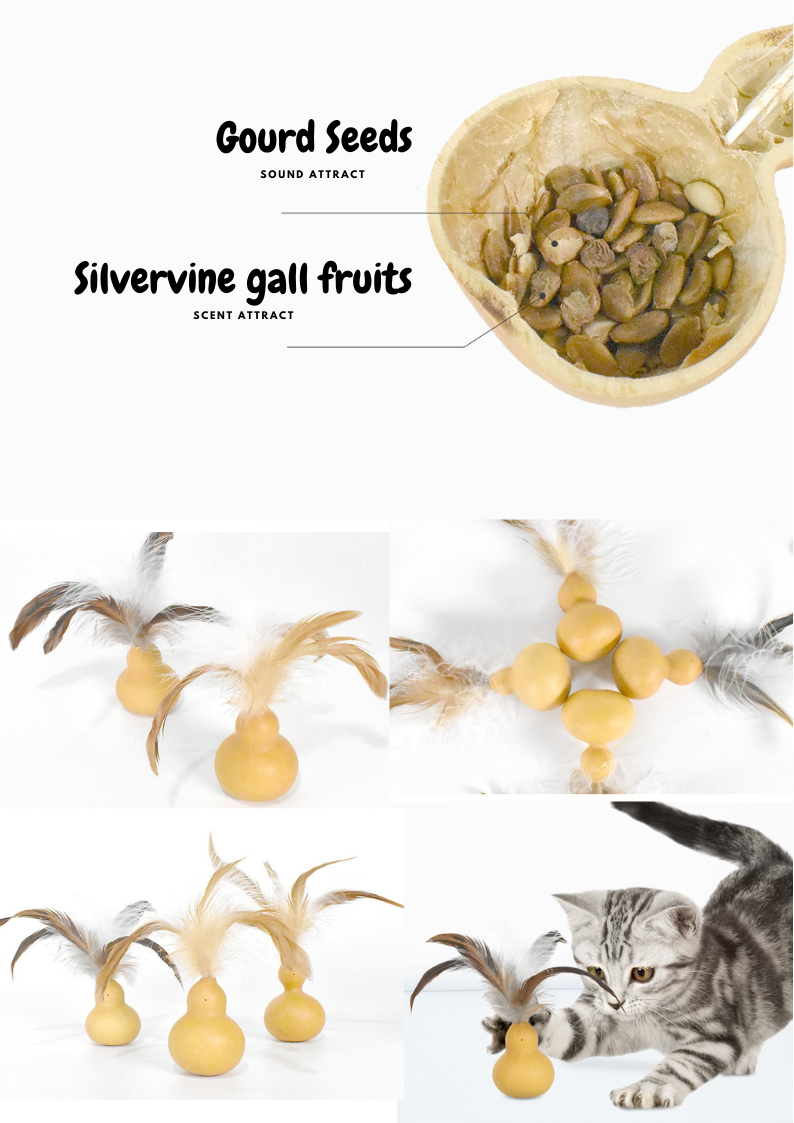 Silvervine Gall Fruit Gourd - Shopthatapp.ca