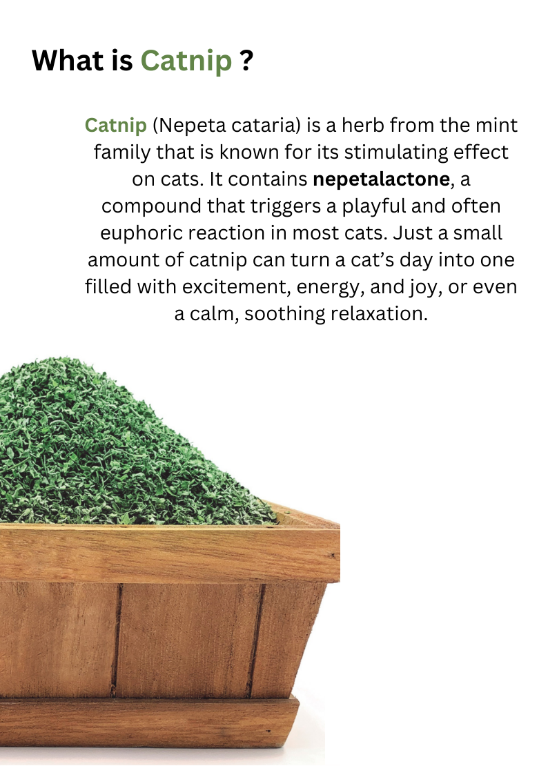 CATWANT Catnip - Premium Catnip for Cats for Ultimate Play and Relaxation - Shopthatapp.ca