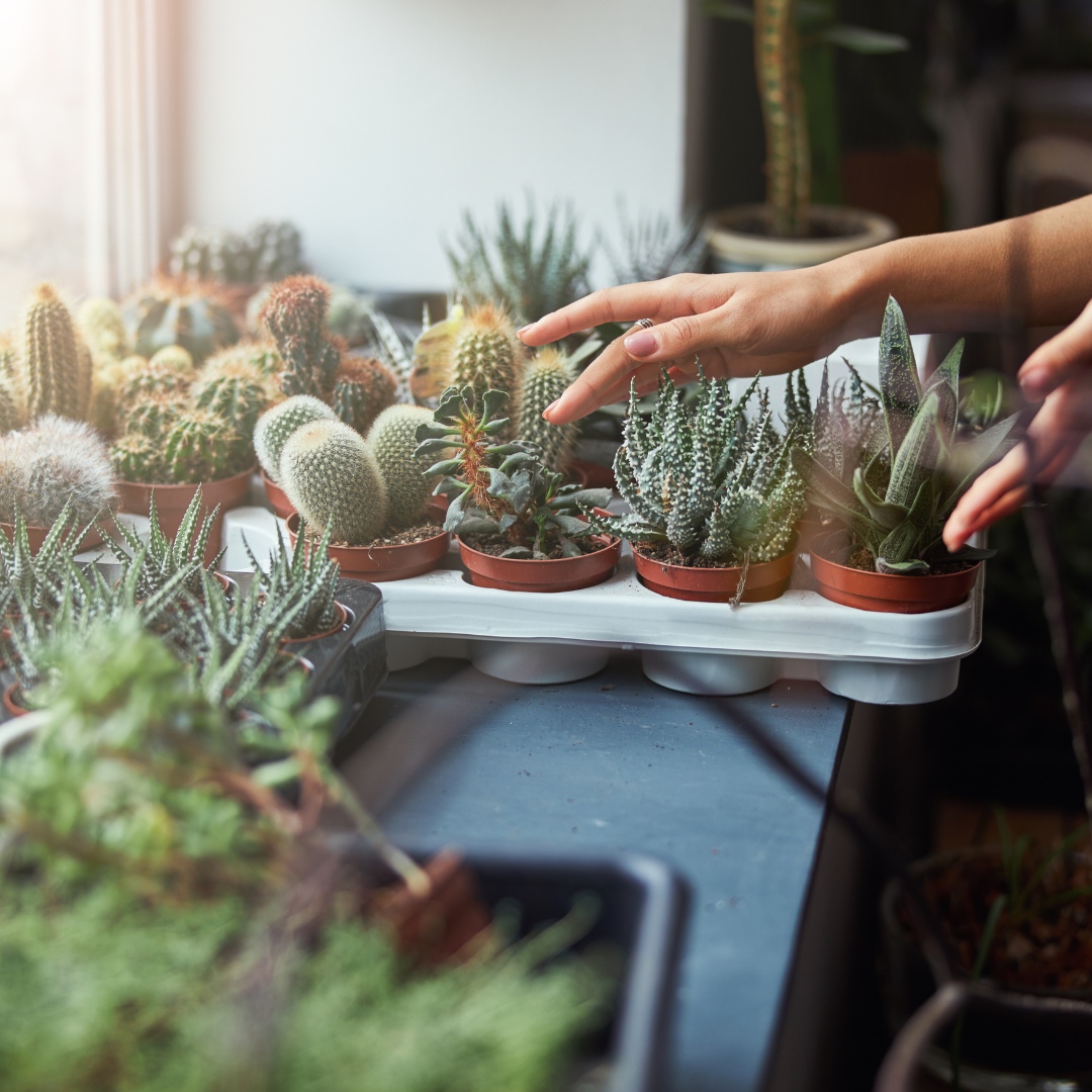 Mini Cactus Wedding Favors – Assorted 1.5-inch Live Cacti (10–30 Pack) with Optional White Terracotta Pots