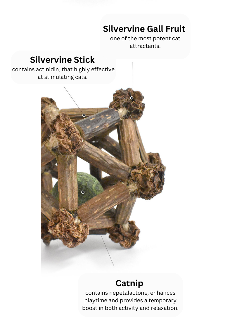 Silvervine Twelve Pointed Star - Shopthatapp.ca