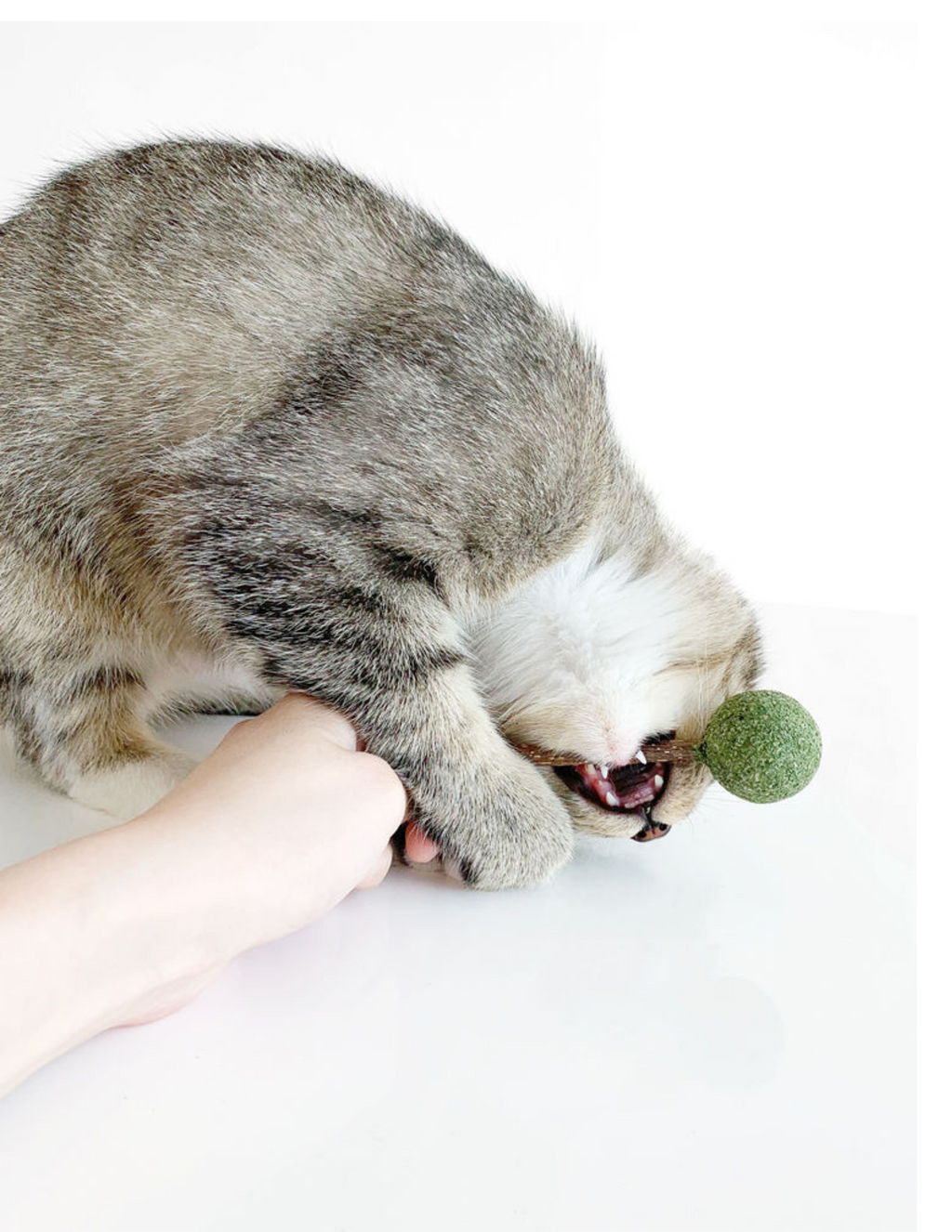 Catnip Silvervine Lollipop - Natural Cat Toy for Fun and Stimulation - Shopthatapp.ca