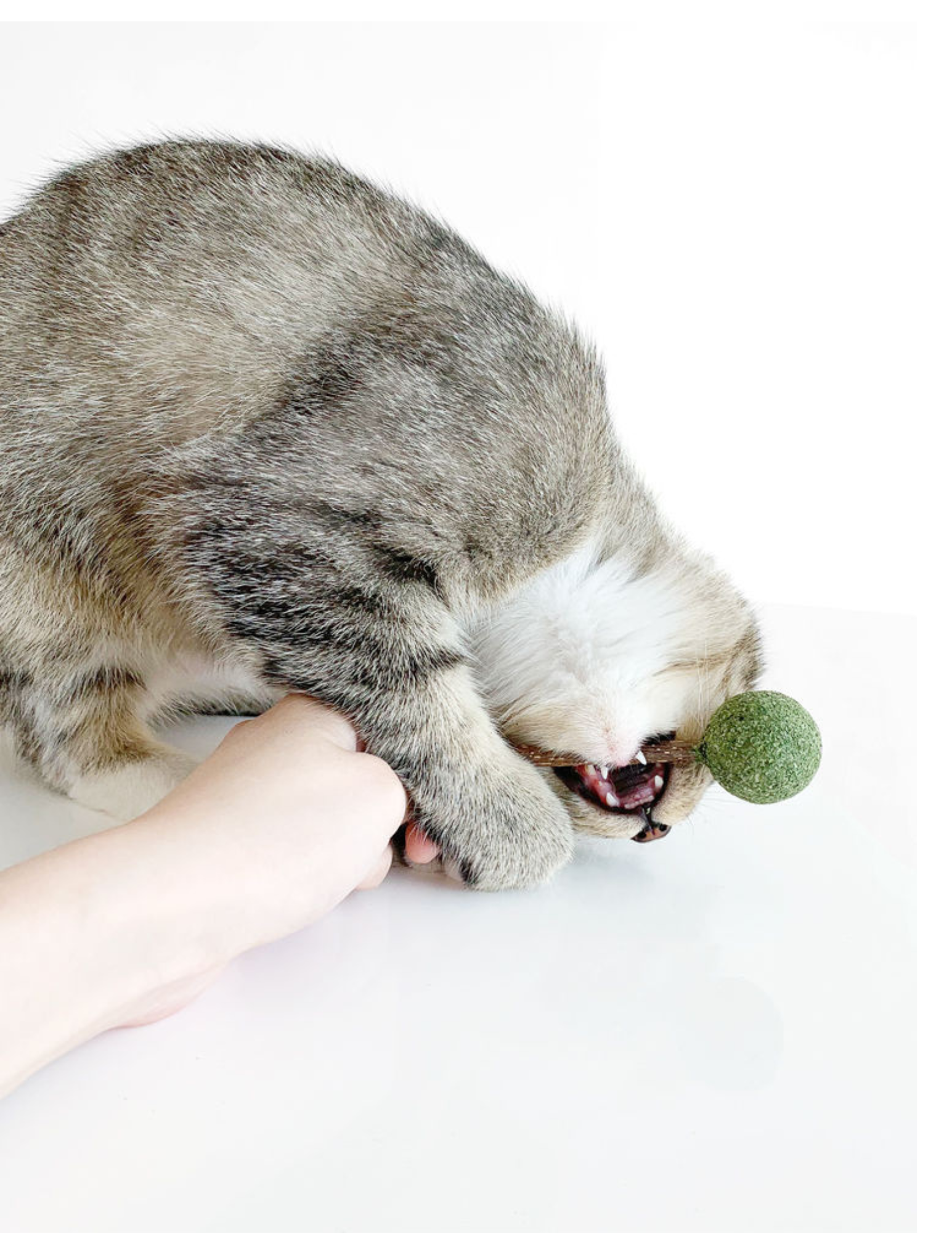 Catnip Silvervine Lollipop - Natural Cat Toy for Fun and Stimulation - Shopthatapp.ca