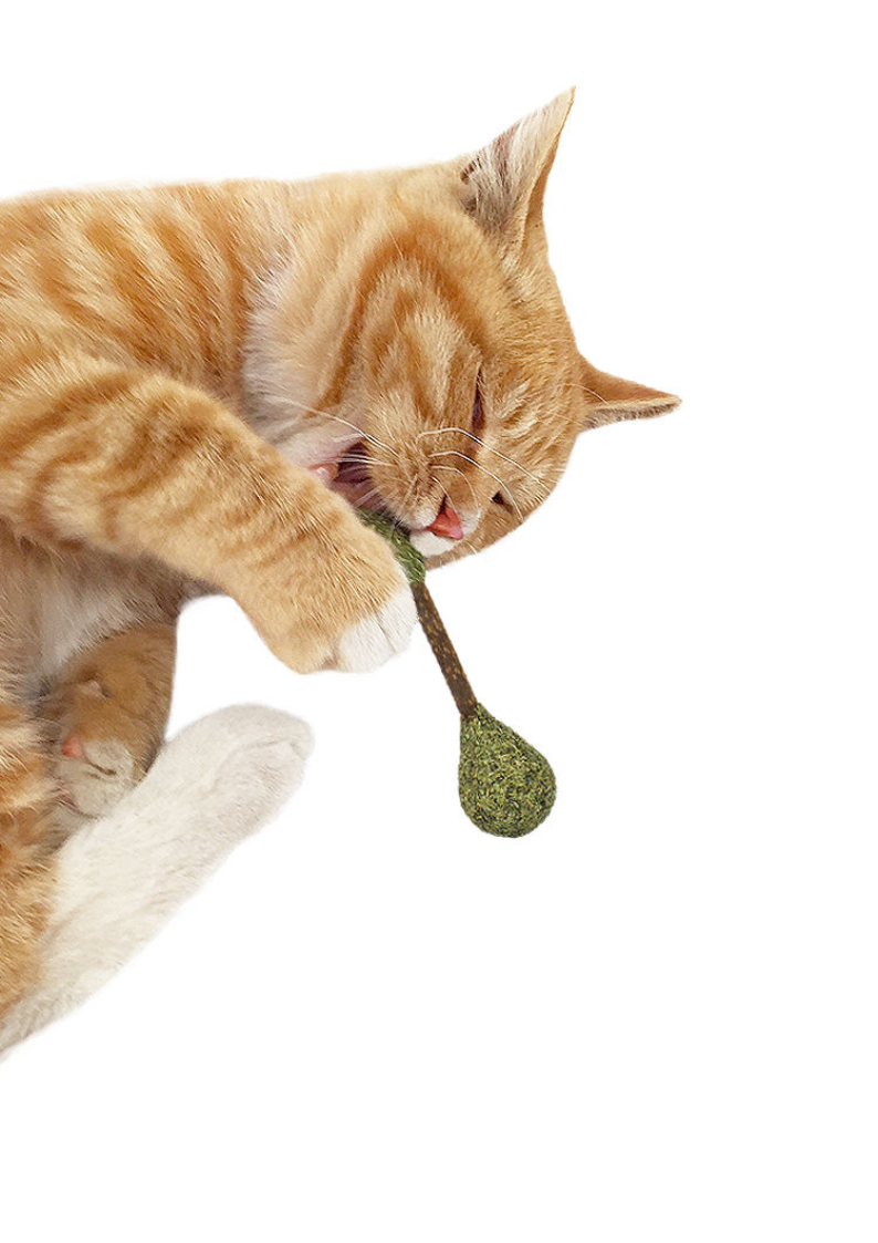 Catnip Dental Buds - Natural Silvervine Chews for Healthy Teeth - Shopthatapp.ca