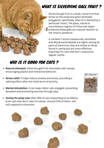 Freeze-dried Silvervine Gall Fruit cat treat from CATWANT, natural silvervine for cats, shown with silvervine catnip sport balls.