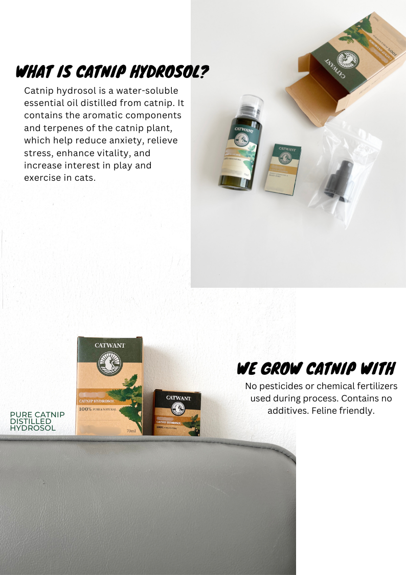 Catnip Hydrosol - Shopthatapp.ca
