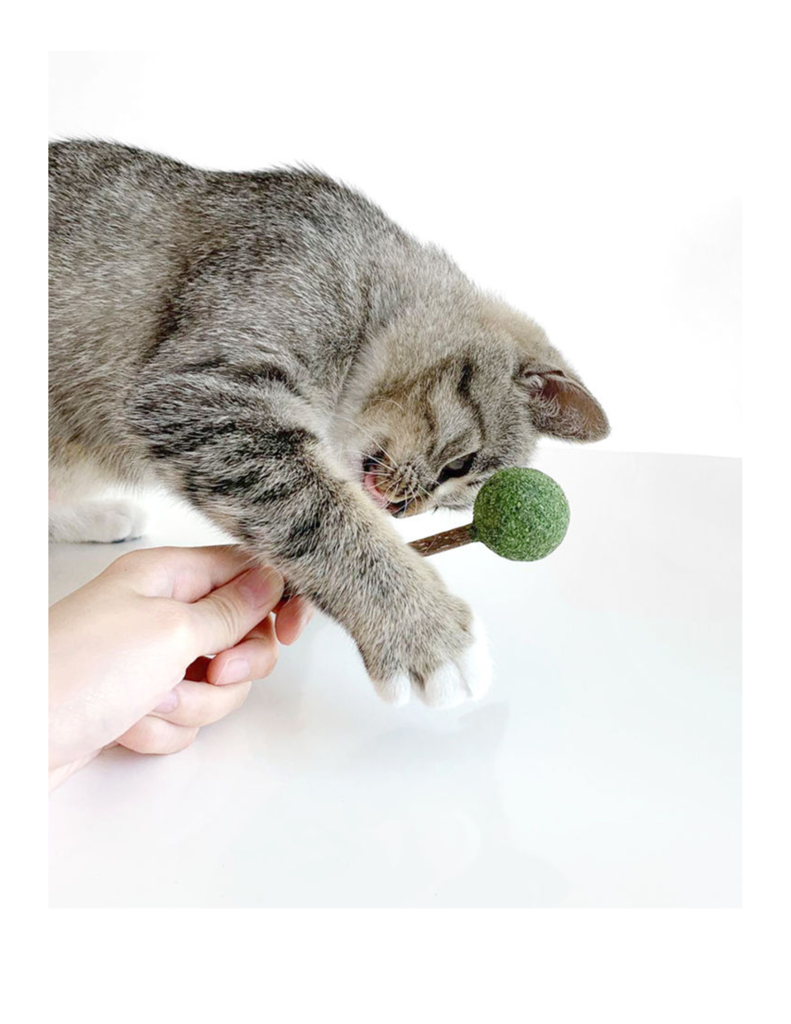 Catnip Silvervine Lollipop - Natural Cat Toy for Fun and Stimulation - Shopthatapp.ca