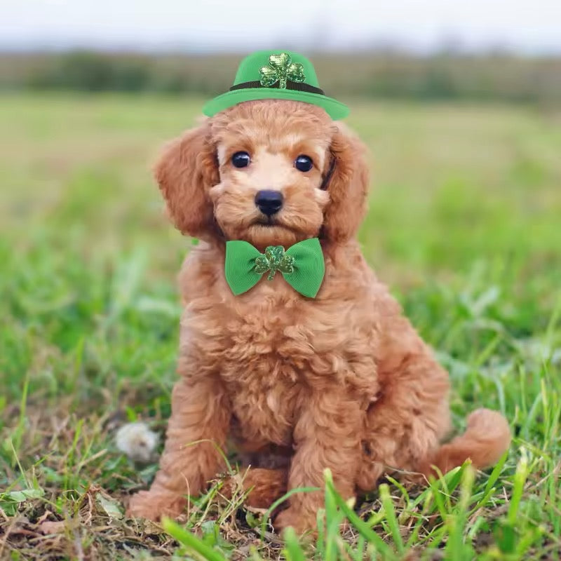 Saint Patrick's Day Dog Accessory Set – Luxury Festive Bundle for Pets - Shopthatapp.ca