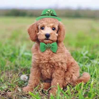 Saint Patrick's Day Dog Accessory Set – Luxury Festive Bundle for Pets - Shopthatapp.ca