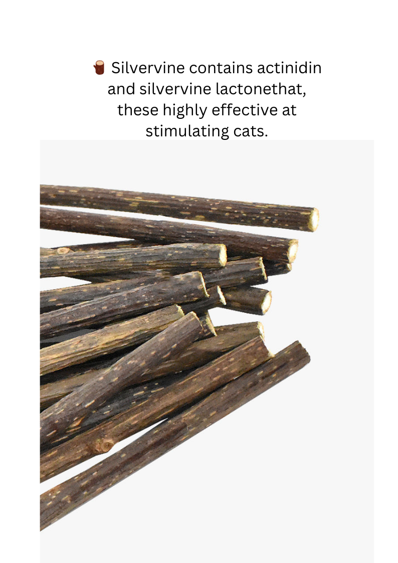 Silvervine Magic Wand for Enhanced Playtime and Relaxation - Shopthatapp.ca