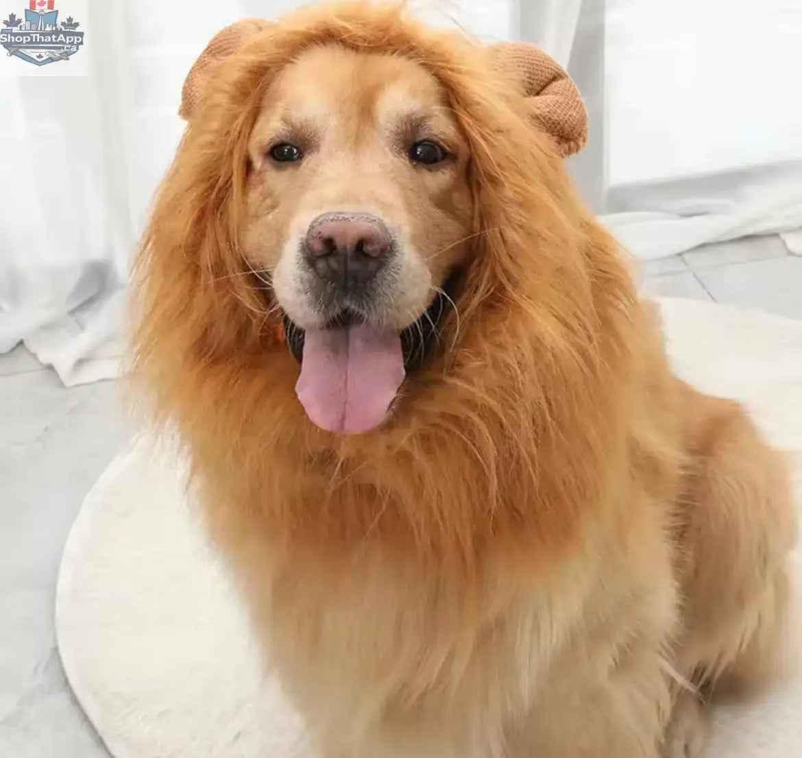 Lion Mane Dog Costume – Fun Halloween Costume for Dogs - Shopthatapp.ca