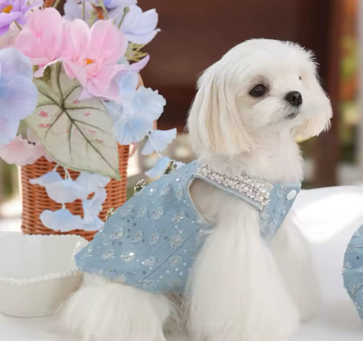 Cinderella Dog Dress Set - Luxury Fantasy Outfit with Hat for Dogs - Shopthatapp.ca