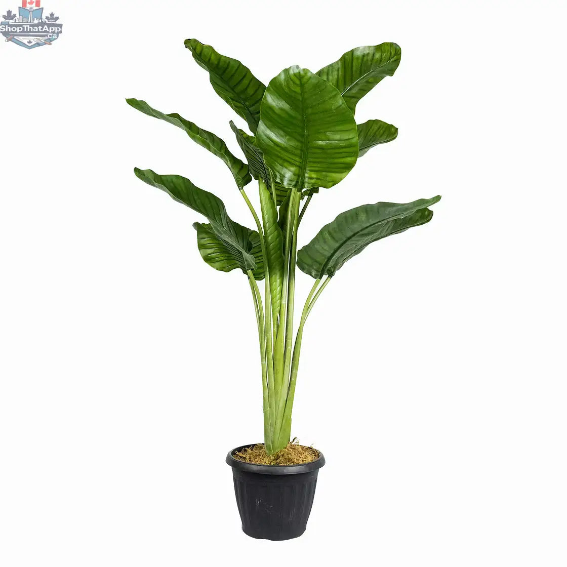 Bring Life to Your Space with Our Faux Traveller's Palm Plant - Shopthatapp.ca