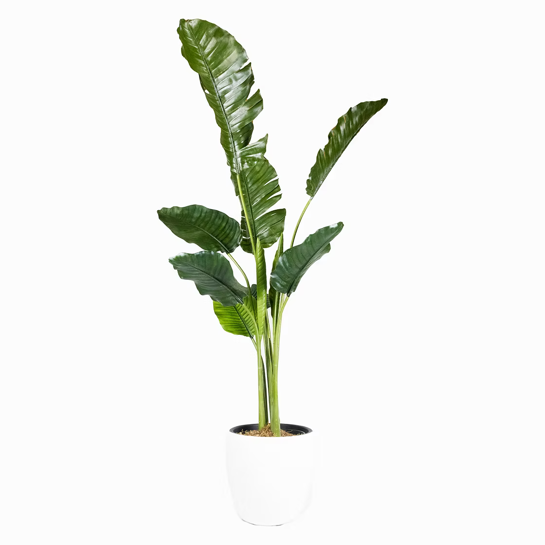 Bring Life to Your Space with Our Faux Traveller's Palm Plant