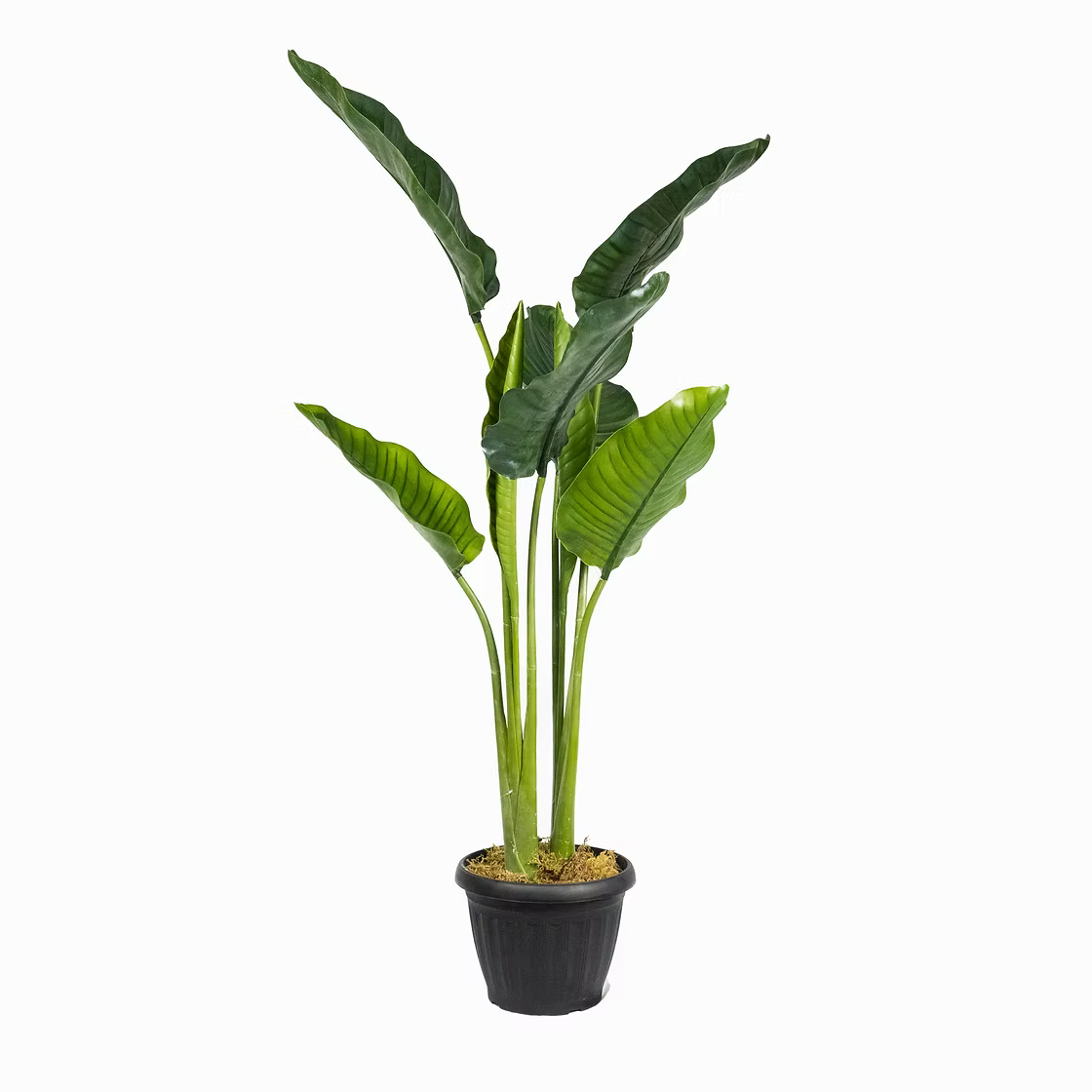 Bring Life to Your Space with Our Faux Traveller's Palm Plant