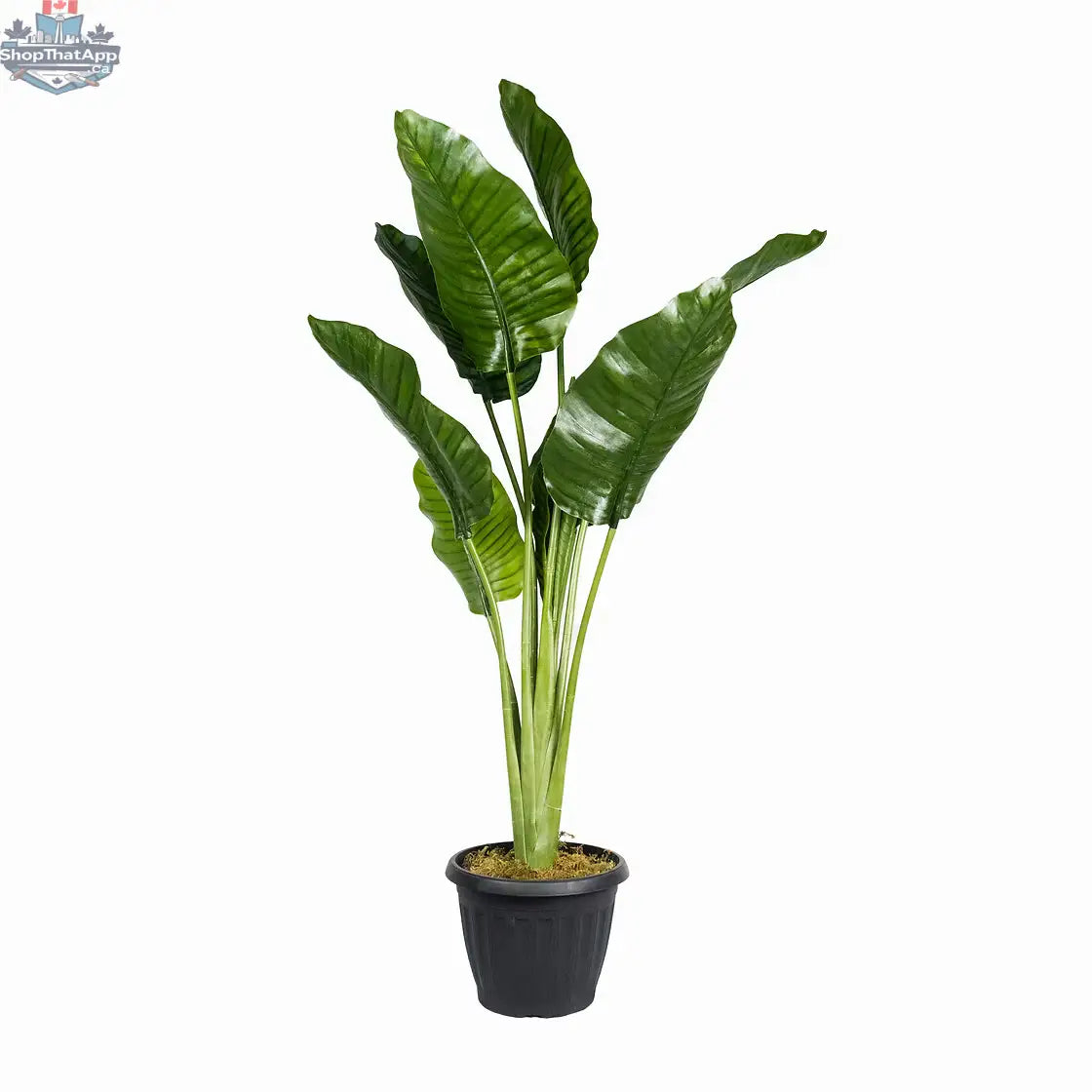 Bring Life to Your Space with Our Faux Traveller's Palm Plant - Shopthatapp.ca