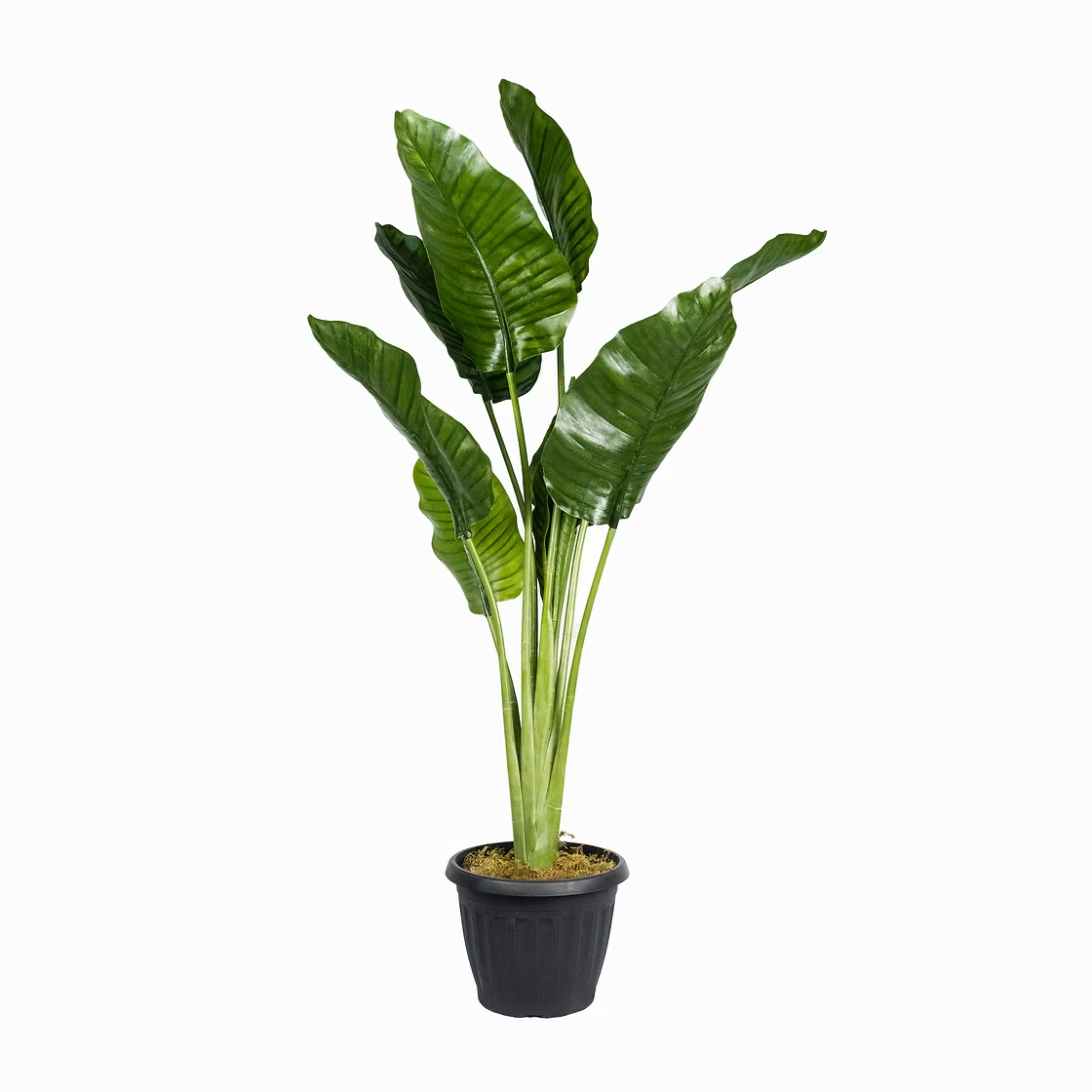 Bring Life to Your Space with Our Faux Traveller's Palm Plant