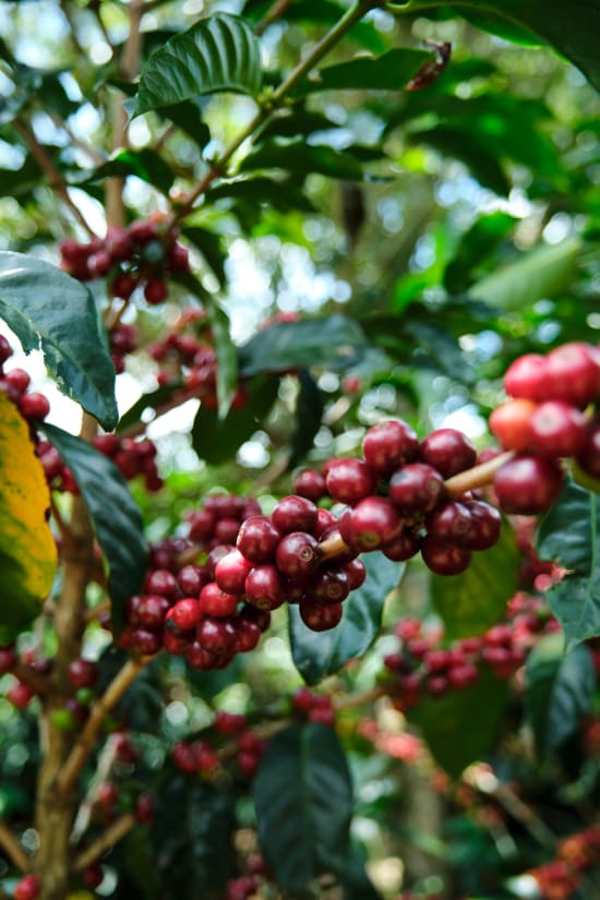 Costa Rica Café Vida Central Valley Coffee Blend - Premium Costa Rica Café Vida Coffee - Shopthatapp.ca