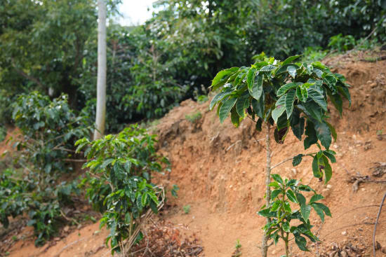 Costa Rica Café Vida Central Valley Coffee Blend - Premium Costa Rica Café Vida Coffee - Shopthatapp.ca
