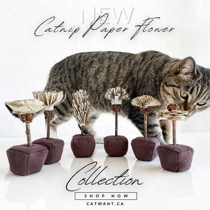 Silvervine birthday cake catnip paper flower toy for cats, part of CATWANT's feline celebration collection.