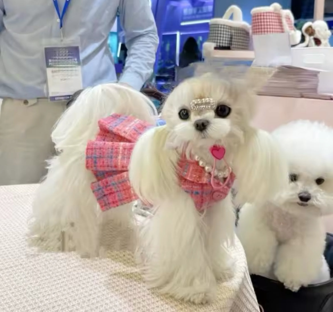 Paris Dress – Luxury Dog Dress - Shopthatapp.ca