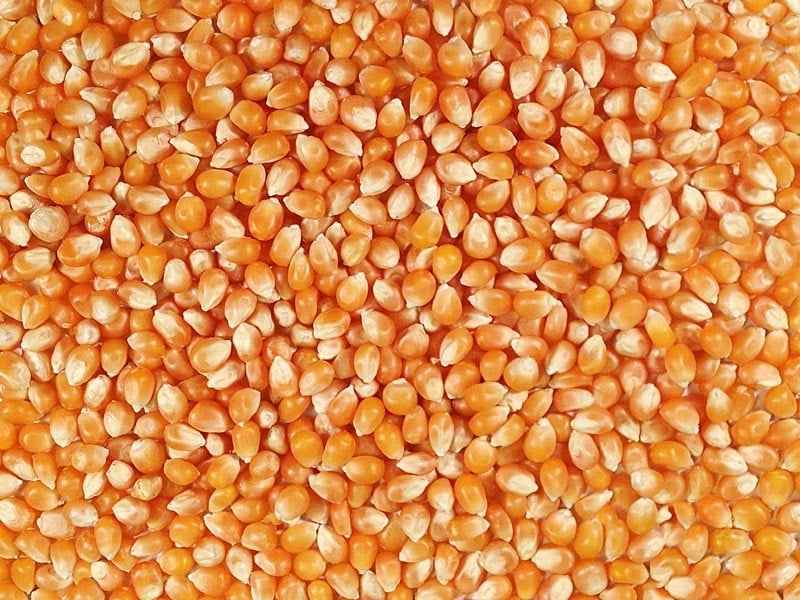 50 lbs Bulk Premium Organic Yellow Popcorn Kernels (Product of Canada)