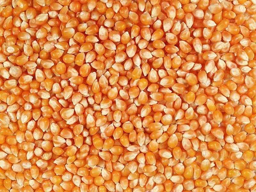 50 lbs Bulk Premium Organic Yellow Popcorn Kernels (Product of Canada)