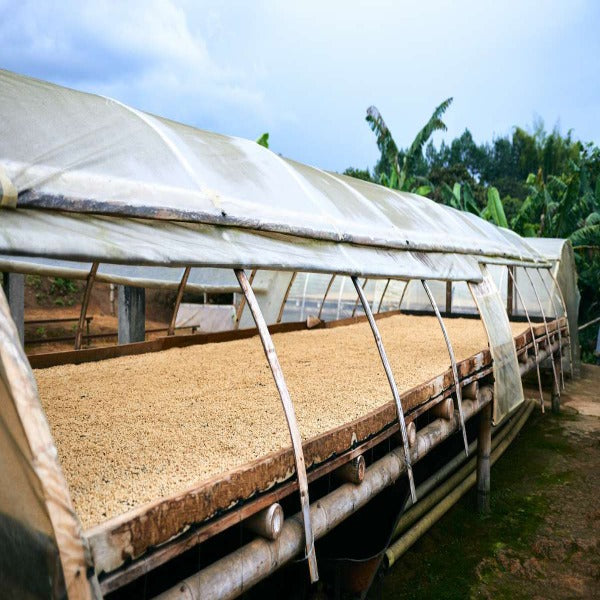 Colombia Excelso Gran Galope Coffee from Cauca - Premium Quality Brew - Shopthatapp.ca