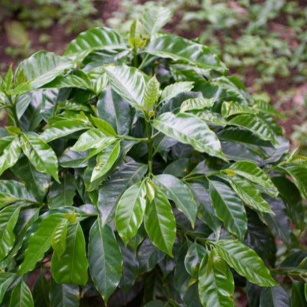 Colombia Excelso Gran Galope Coffee from Cauca - Premium Quality Brew - Shopthatapp.ca