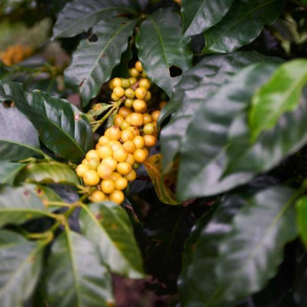 Colombia Excelso Gran Galope Coffee from Cauca - Premium Quality Brew - Shopthatapp.ca