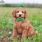 Saint Patrick's Day Dog Accessory Set – Luxury Festive Bundle for Pets - Shopthatapp.ca