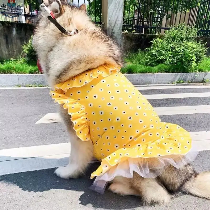 Daisy Spring Dress - Floral Dog Dress Large Breeds for Stylish Pets - Shopthatapp.ca