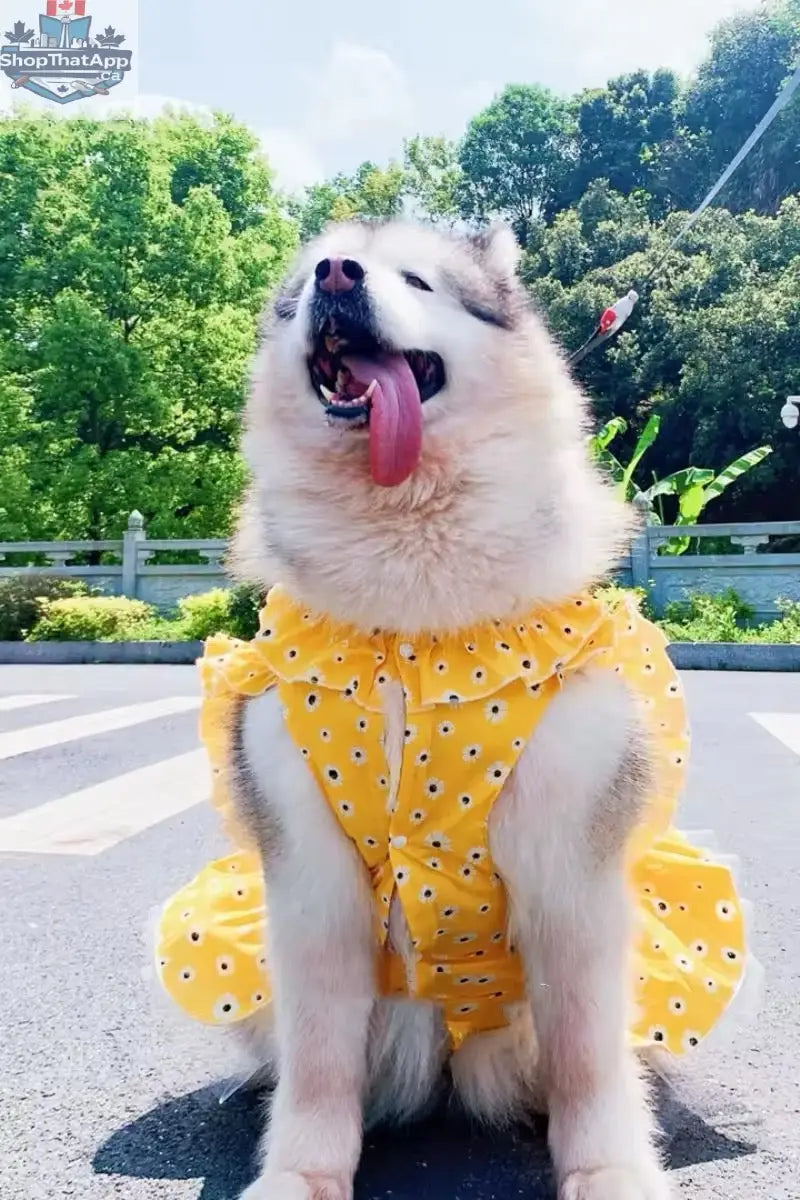 Daisy Spring Dress - Floral Dog Dress Large Breeds for Stylish Pets - Shopthatapp.ca
