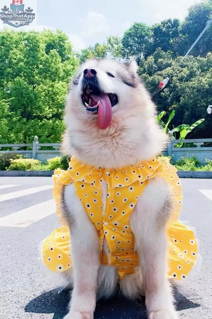 Daisy Spring Dress - Floral Dog Dress Large Breeds for Stylish Pets - Shopthatapp.ca