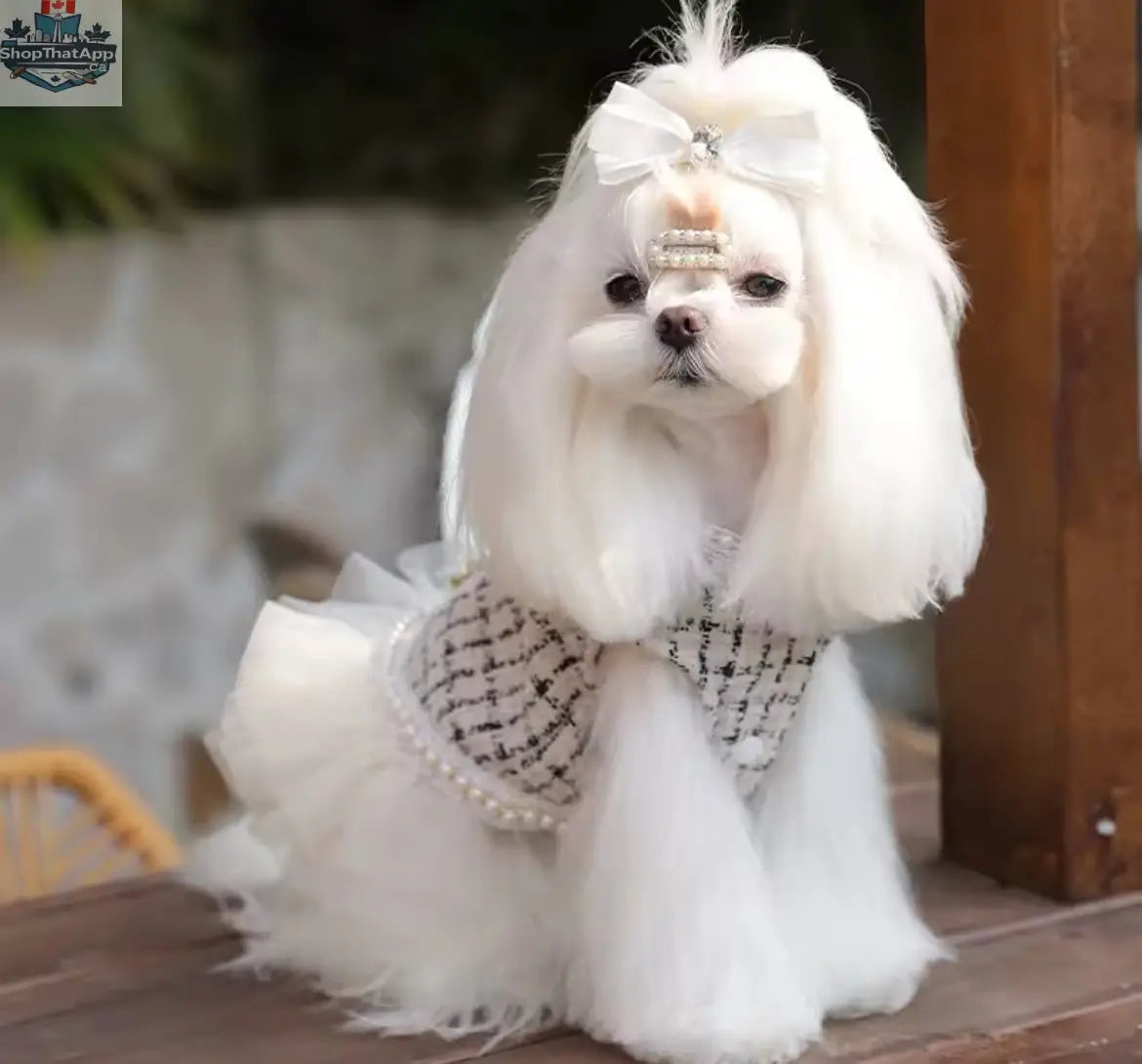 Coco Chewnel Dress – Luxury Tweed Dog Dress - Shopthatapp.ca