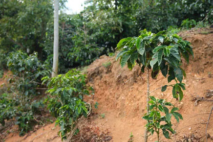 Costa Rica Café Vida Central Valley Coffee blend by Rose N Crantz Roasting Co, showcasing fresh roasted Costa Rican coffee beans.