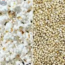 Bulk hull-less popcorn kernels from The Canada Popcorn Company in 6, 12, 18, or 24 lbs bags, ready for popping.