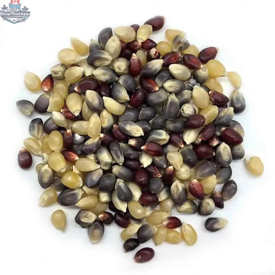 Bulk organic ancient grain popcorn kernels from The Canada Popcorn Company, showing light-colored, unpopped kernels in a supply bag.