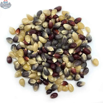 Bulk organic ancient grain popcorn kernels from The Canada Popcorn Company, showing light-colored, unpopped kernels in a supply bag.